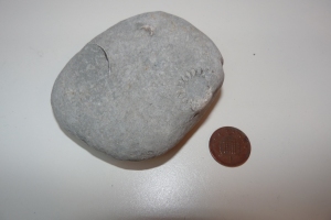 Cn you see the fossil in this one? It's an ammonite - look for the curling shape with lines.