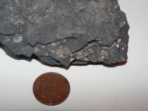 Shale with bivalves and ammonites
