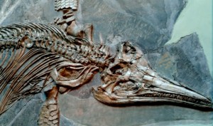 This is an image of an Icthyosaur from the Natural History Museum