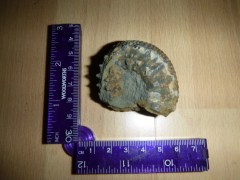 Others like this Liparoceras ammonite were easity identified.