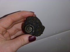 There were ammonites...