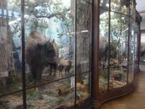 Dioramas were used to fantastic effect...