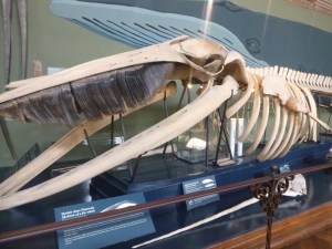 And objects were placed together that gave you new insight - look at the tiny white brain of this whale!