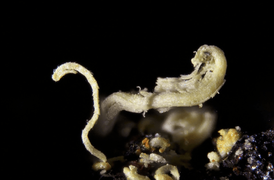 The mineral Rozenite from the MinDat website, image by Mischa Crumbach.